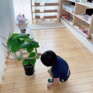 モンテッソーリ教室でお子さまが、植物に水やりをしている写真